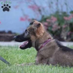 Kira, German Shepherd Puppy